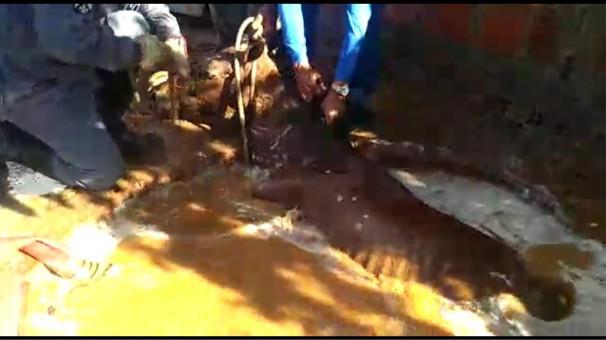Animal foi resgatado de uma fossa de três metros de profundidade