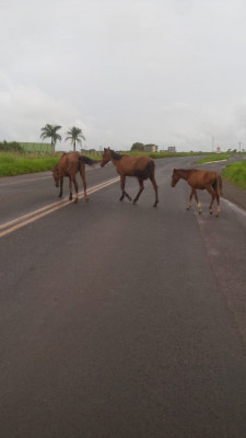 Equinos flagrados na tarde de ontem pela reportagem na MG-223 ** Gazeta do Triângulo 