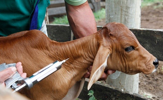 Após a vacinação, os produtores devem fazer a declaração até o dia 10 de dezembro **Divulgação