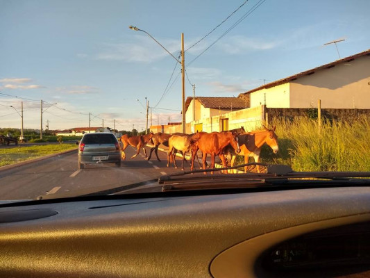 Cavalos causam transtorno aos moradores do Bela Suíça
