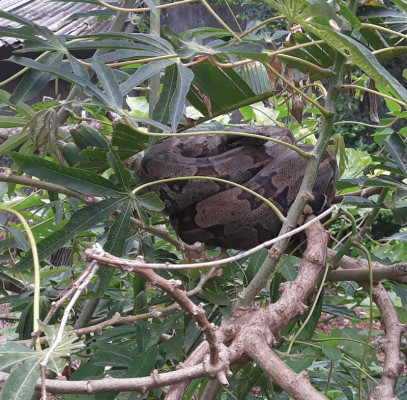 Orientação é para que os moradores não tentem realizar a captura