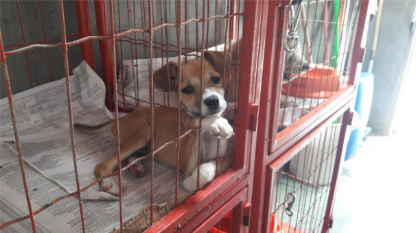 Filhotes estão à espera de um lar