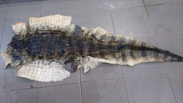 Couro de jacaré foi encontrado no freezer do estabelecimento