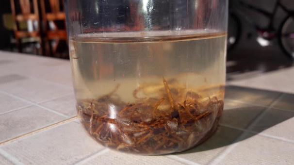 Moradora recolheu diversos escorpiões mortos após a aplicação de veneno