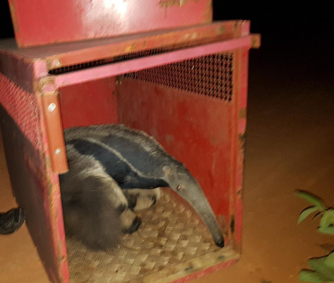 Um tamanduá foi capturado na avenida Nicolau Dorázio 