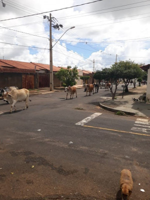 Semanalmente são apreendidos entre 10 e 12 animais pela secretaria de Serviços Urbanos  **Divulgação   