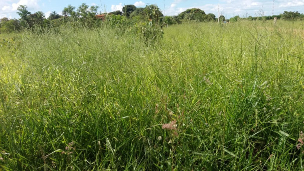 Mato alto atrai animais peçonhentos e criminosos, diz moradora