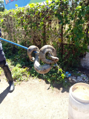 Jiboia de 1,5 metro foi encontrada na avenida Minas Gerais em cruzamento com a avenida Coronel Teodolino Pereira de Araújo 
