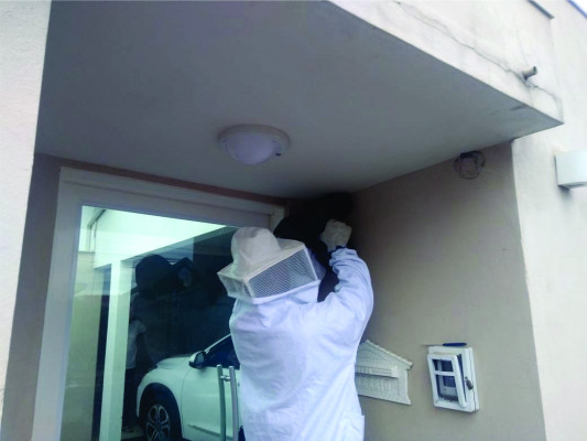 Captura de animais silvestres e abelhas aumentaram consideravelmente no município