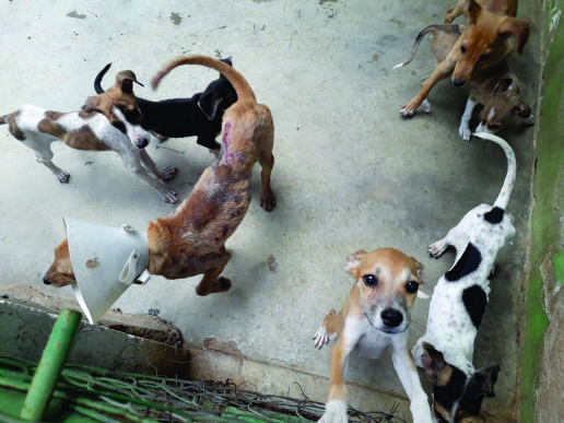 65 cães, entre adultos e filhotes, estão abrigados no local sendo que parte deles está disponível para adoção