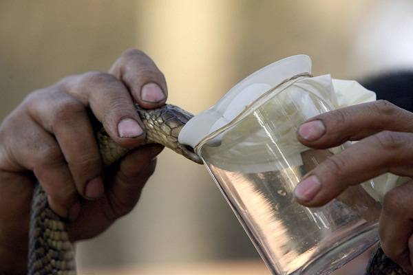 No organismo da vítima, os anticorpos do soro se misturam com o veneno, neutralizando sua ação pouco a pouco
