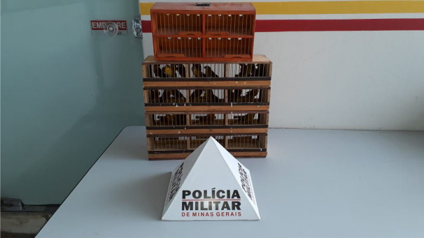 Aves foram apreendidas durante abordagem na BR-050