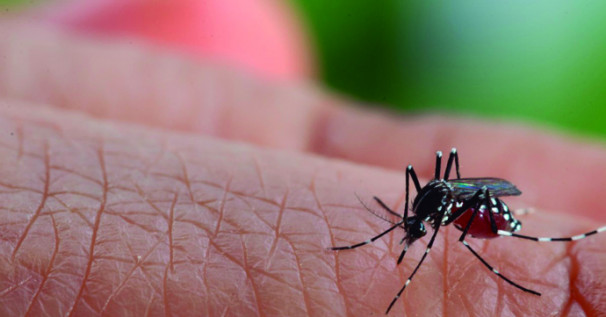 População deve se manter atenta à limpeza, especialmente em possíveis focos de dengue