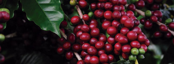 Divulgação/Emater-MG Podem participar cafeicultores dos municípios mineiros, com amostras de café arábica, tipo 2 para melhor, colhidas neste ano