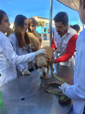Associação realiza parcerias com clínicas veterinárias da cidade que auxiliam no tratamento dos animais