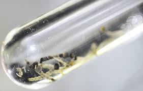 Em caso de larvas em água parada, basta fazer o descarte, pois ela morre em segundos após contato com o ar