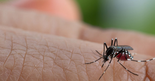 Mesmo com redução, população deve ficar atenta com os possíveis focos de dengue neste início do período chuvoso