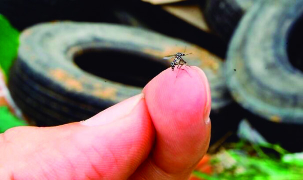 Foram confirmados 2.867 casos de dengue em Araguari desde janeiro deste ano