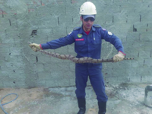 Uma possível explicação para o aumento dessas capturas é o desarranjo no habitat natural