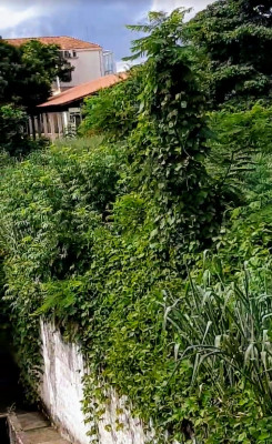 Falta de manutenção de terreno da prefeitura causa indignação aos araguarinos 