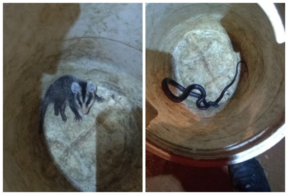 Gambá e cobra encontrados no último fim de semana, fazem parte das inúmeras ocorrências semelhantes atendidas frequentemente 