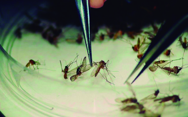 Além dos casos de dengue, no município também há registros de três casos relacionados à febre chikungunya