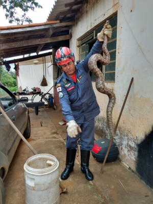 542 resgates de animais silvestres foram realizados em 2019