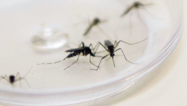 Primeira morte por dengue foi confirmada no município de Medina 