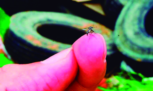 Os governos pedem auxílio da população para evitar a proliferação do Aedes Aegypti enquanto estão em quarentena