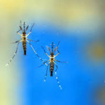 - Munícipes devem permanecer com os cuidados em casa para evitar a proliferação do mosquito