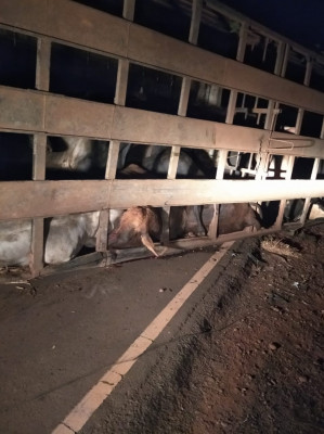 Colisão ocorreu na noite dessa segunda-feira, no km 12 da LMG-748