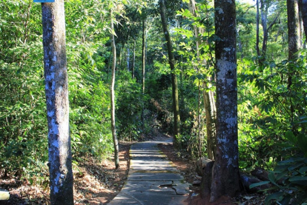 Reforma contemplará todas as áreas do bosque