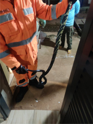 Caninana foi capturada e solta em uma reserva de prevenção permanente