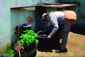 População deve manter cuidados para evitar proliferação de doenças causadas pelo mosquito Aedes aegypti.