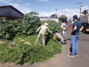 Cuidados a fim de evitar a proliferação do mosquito transmissor devem ser mantidos.