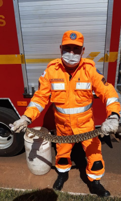 Serpente capturada nas proximidades do desamparo 