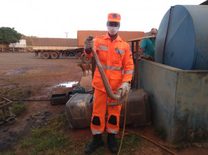 Tratava-se de  jiboia de um metro e meio de comprimento