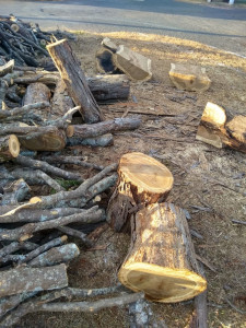 Moradores relatam que as árvores eram saudáveis e a remoção pode causar impactos ambientais 