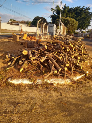 As arvores foram retiradas do trajeto para possibilitar a construção da ciclovia