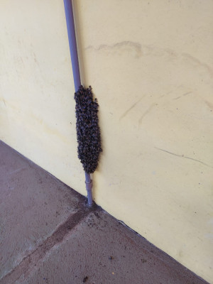 Abelhas foram retiradas antes de evento na manhã de anteontem