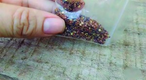 Sementes devem ser entregues aos órgãos competentes para o descarte correto.